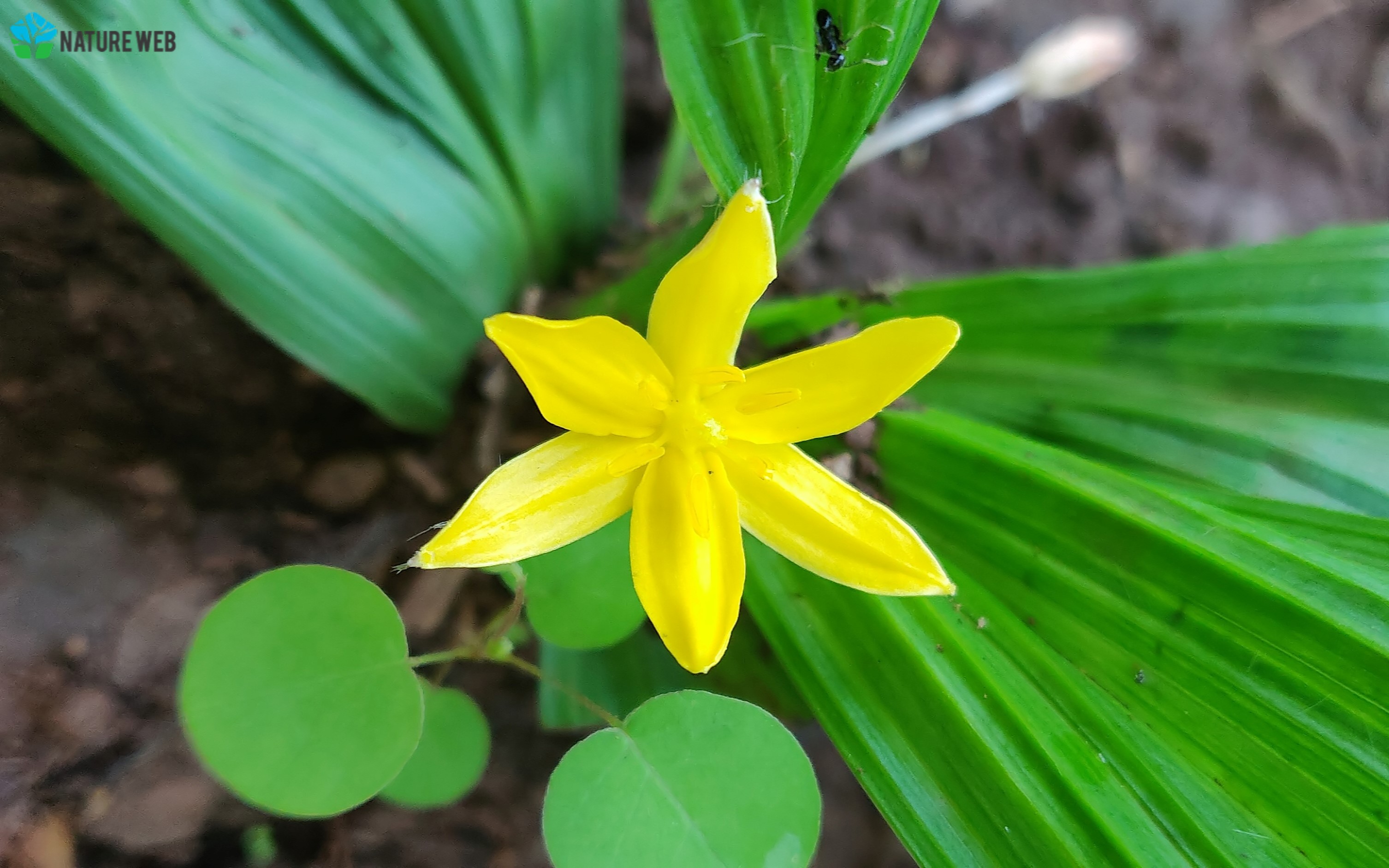 Golden Star Grass